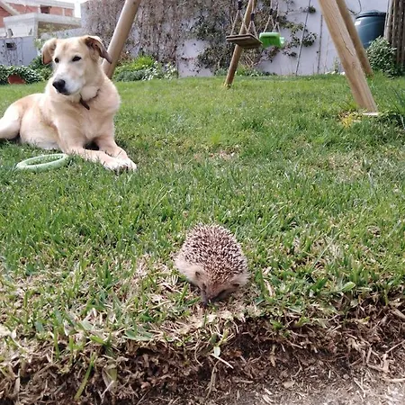 فندق مبيت وإفطار Casa Da Lis *