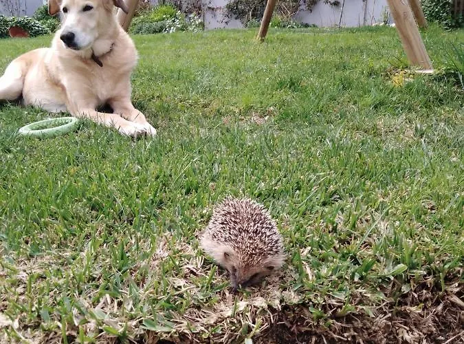 Bed & Breakfast Casa Da Lis *