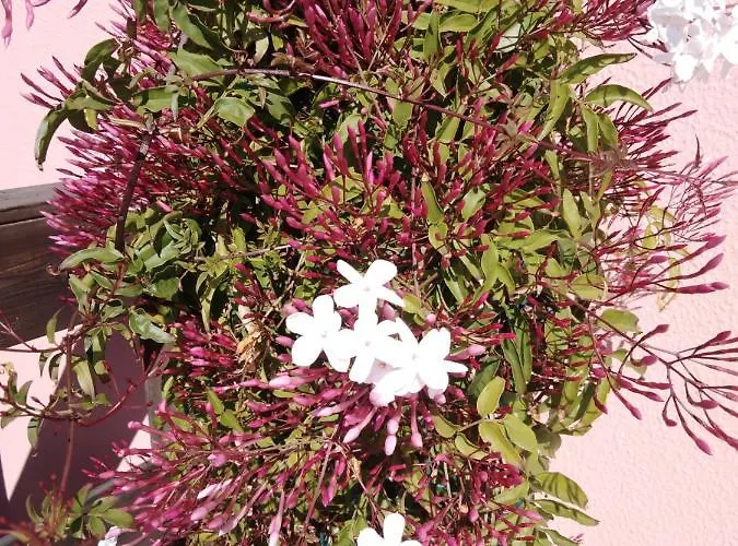 Casa Da Lis Salir de Porto